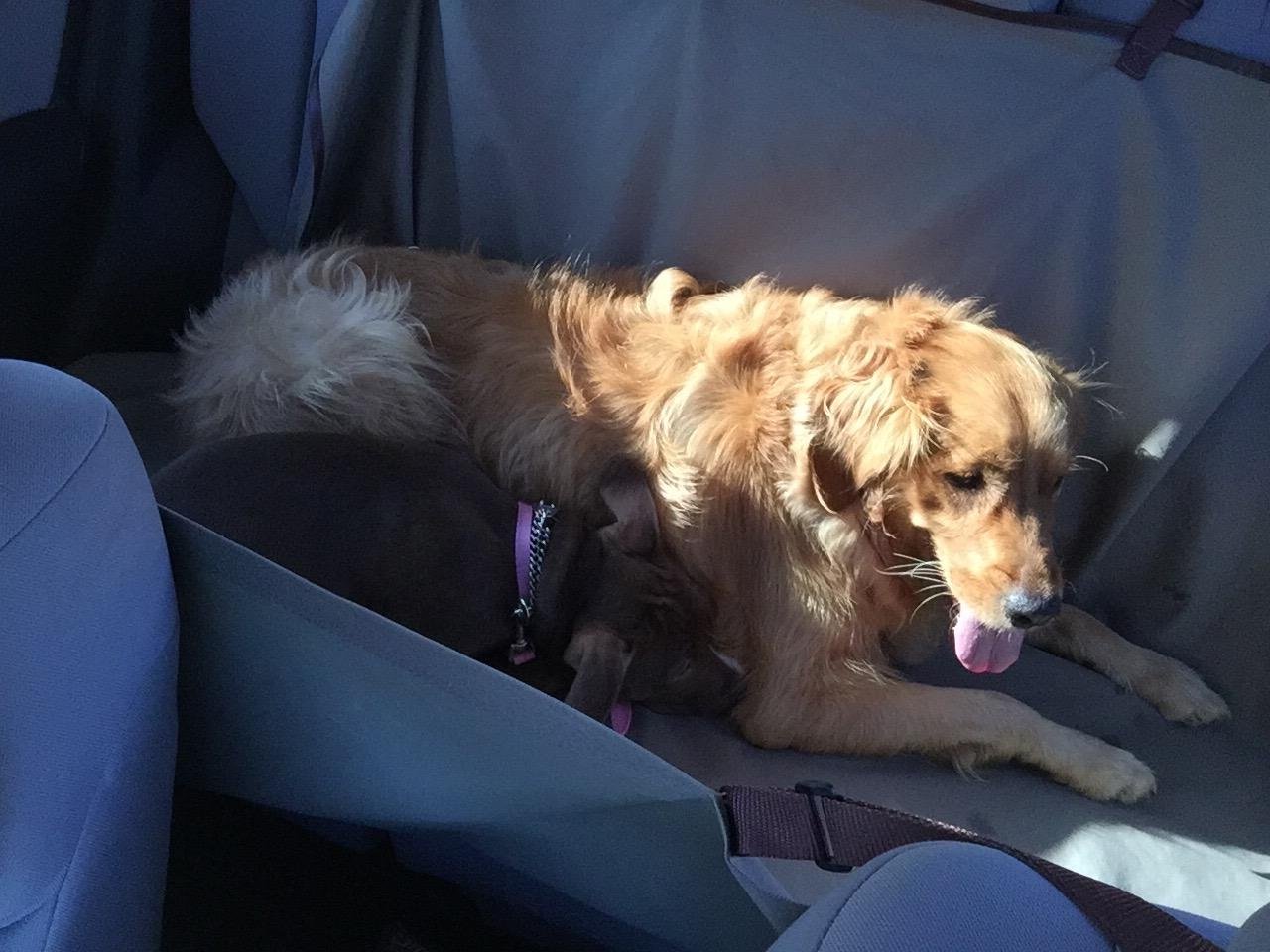 PetSafe Happy Ride Waterproof Hammock Seat Cover for Dogs and Pets - Fits Cars, Trucks and SUVs - Waterproof Area Protection - Tan customer photo 2