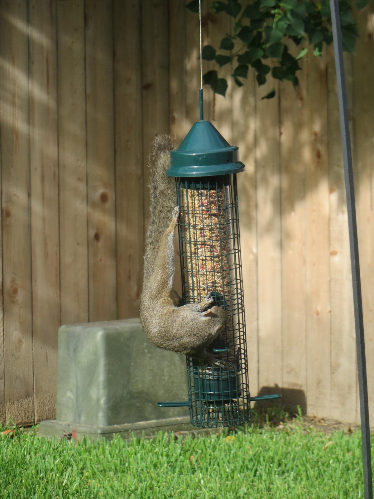 Squirrel Buster Classic Squirrel-proof Bird Feeder w/4 Feeding Ports, 2.4-pound Seed Capacity customer photo 1