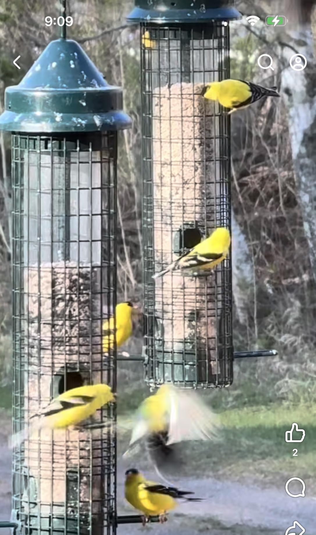 Squirrel Buster Classic Squirrel-proof Bird Feeder w/4 Feeding Ports, 2.4-pound Seed Capacity customer photo 2