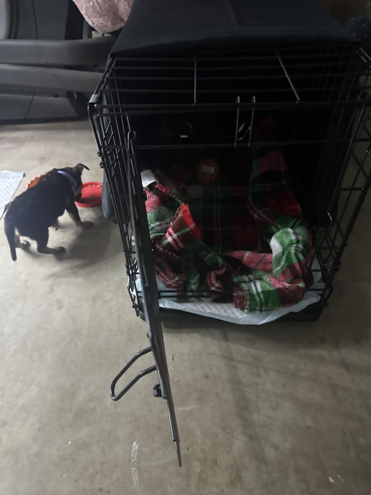 MidWest Homes for Pets 48-Inch iCrate for Extra-Large Breeds, 90-110 lbs, Single Door Folding Dog Crate with Divider Panel, Leak-Proof Tray & Secure Latches, Portable, Durable & Easy to Assemble customer photo 1