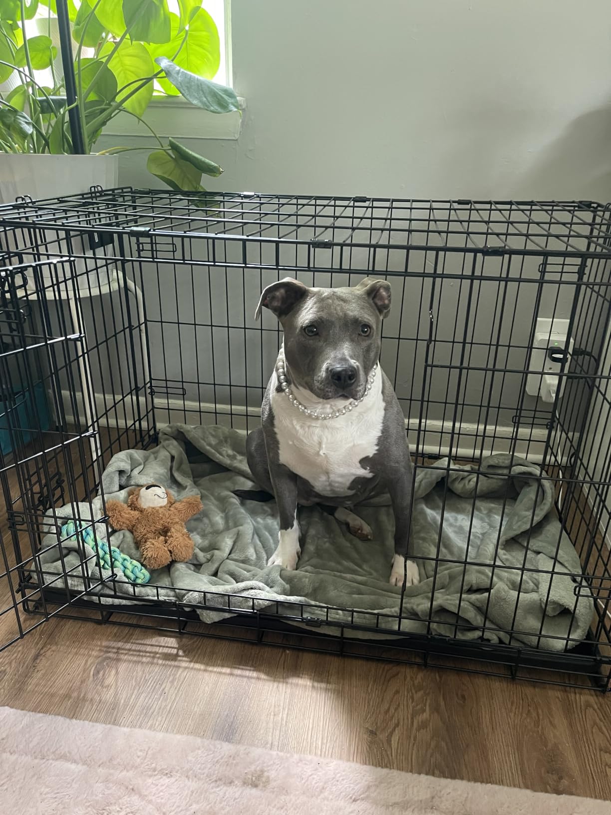 MidWest Homes for Pets 48-Inch iCrate for Extra-Large Breeds, 90-110 lbs, Double Door Folding Dog Crate with Divider Panel, Leak-Proof Tray & Secure Latches, Portable, Durable & Easy to Assemble customer photo 1