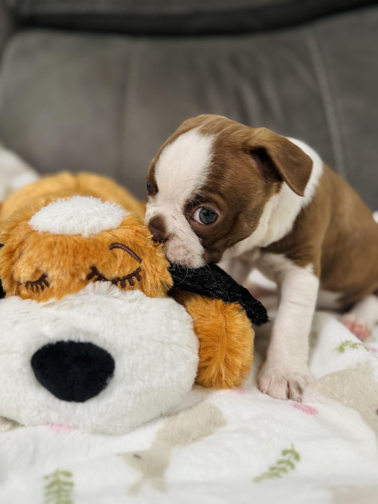 Snuggle Puppy Heartbeat Toy, Calming Comfort, Medium Breeds - Cream - Calming heartbeat toy, crate training comfort, heat pack, new puppy essentials, first nights, sleep, medium breeds 25-70 lbs customer photo 1