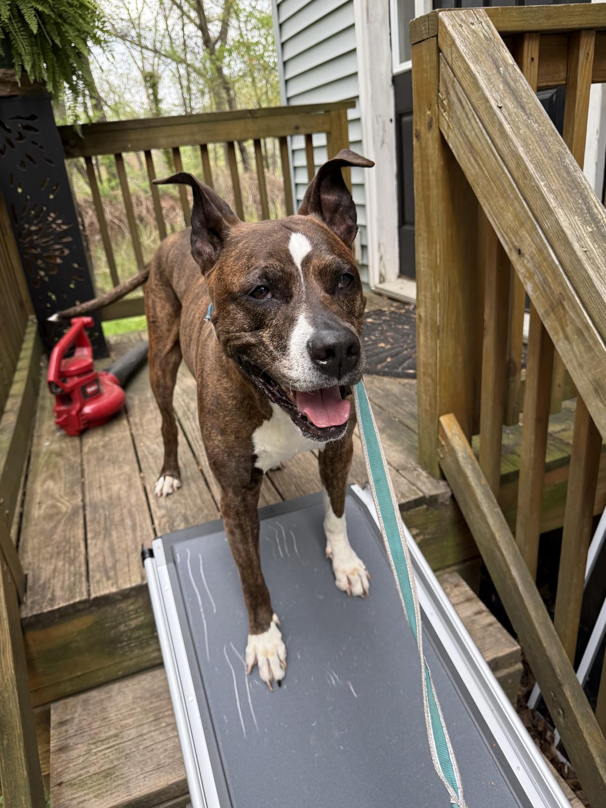 PetSafe Happy Ride Extra Long Telescoping Dog Ramp, Portable Pet Ramp for Cars, Trucks & SUVs with Adjustable Sizing | Extends 47-87 in to Reach Tall Trucks & SUVs, Rubber Feet, Side Rails, Safety Latch for Storage, Supports Dogs up to 300 Lb customer photo 2