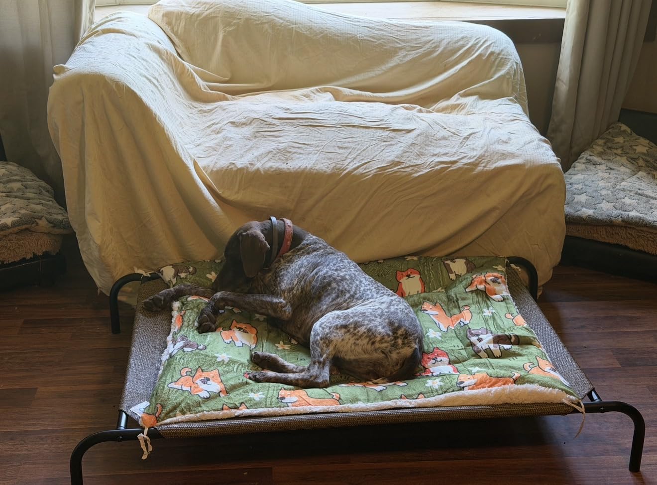 Coolaroo Original Elevated Dog Bed - Breathable Off-The-Ground Pet Bed with Cooling Fabric, Joint Relief & Moisture-Resistant Fabric, 100% Recyclable, Easy Clean, Grey, Small customer photo 1