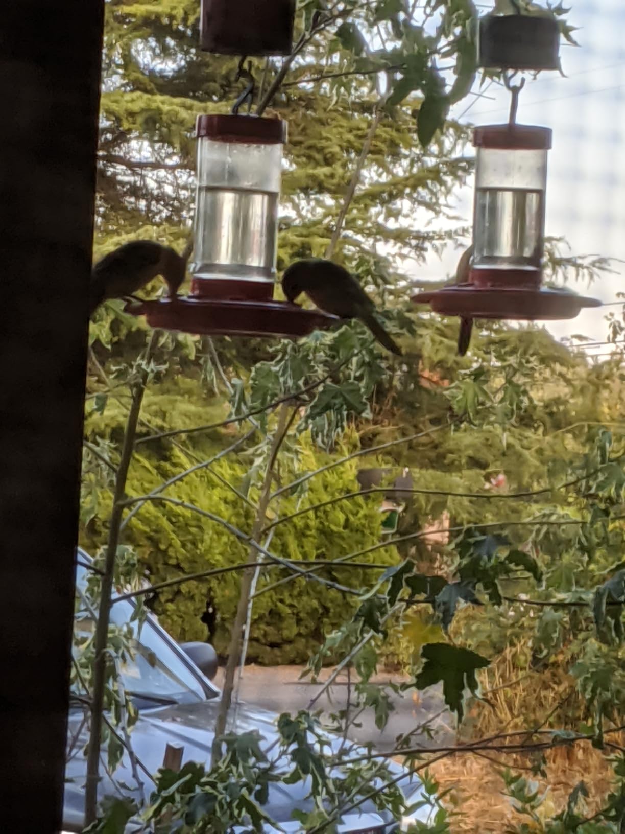 First Nature Hummingbird Feeder - 10 Feeding Ports - Red Base | Wide Mouth Prevents Messy Spills - Sealing Ring Prevents Bottom Leaks - Multi-Port Base Accommodates Flocks customer photo 1