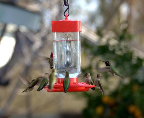 First Nature Hummingbird Feeder - 10 Feeding Ports - Red Base | Wide Mouth Prevents Messy Spills - Sealing Ring Prevents Bottom Leaks - Multi-Port Base Accommodates Flocks customer photo 2
