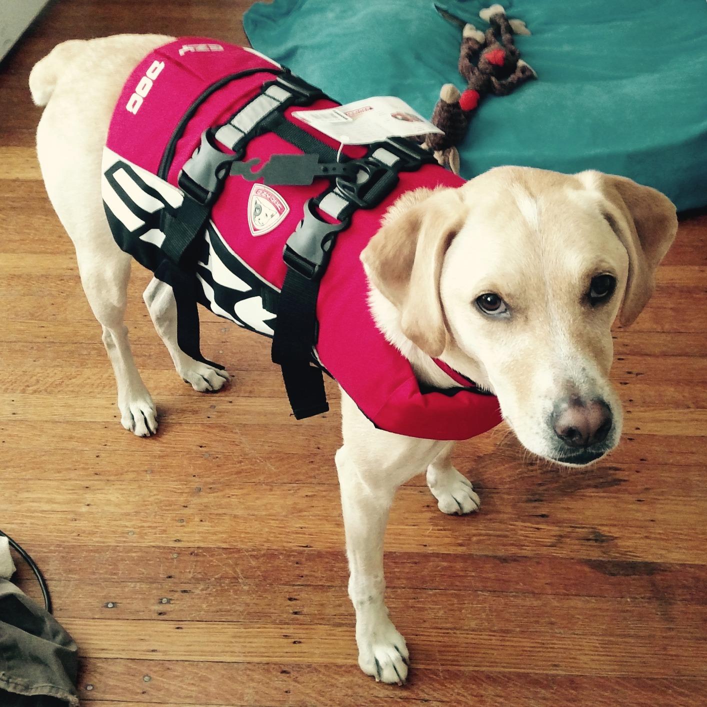 EzyDog DFD Dog Life Jacket, Dog Life Vest for Swimming - Medium, Yellow customer photo 1
