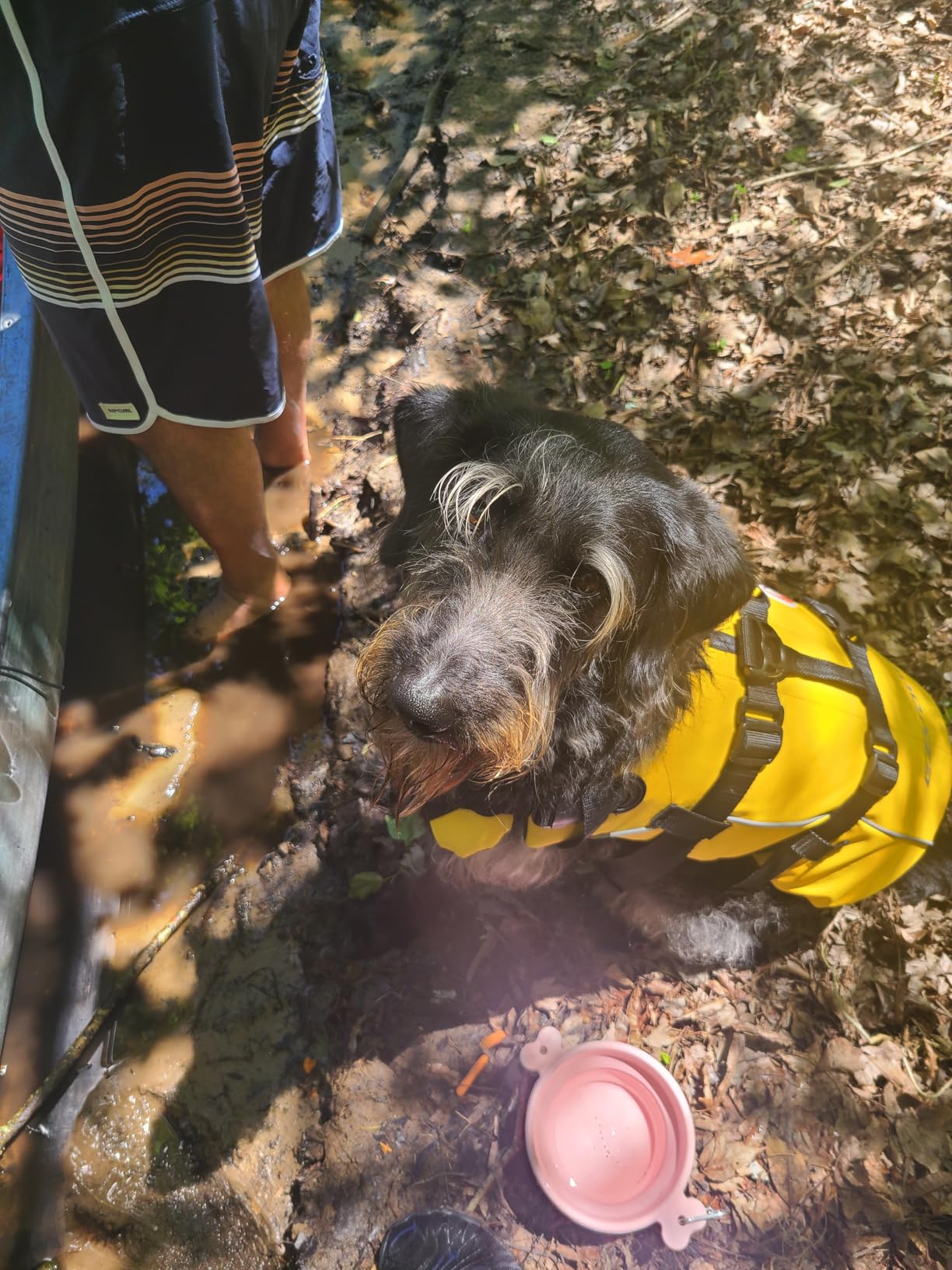 EzyDog DFD Dog Life Jacket, Dog Life Vest for Swimming - Medium, Yellow customer photo 2
