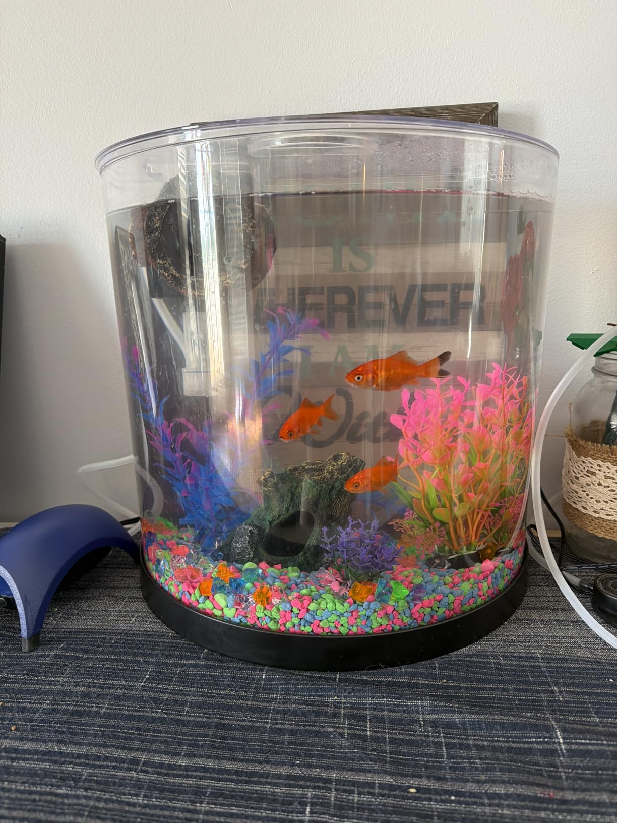 Tetra Half-Moon 3 Gallon Starter Fish Tank Kit | Aquarium Kit Includes Bubbling LED Air Stone, 3 Gallon Acrylic Tank, Filter & Cartridge, Air Pump, For Small Freshwater Fish customer photo 1