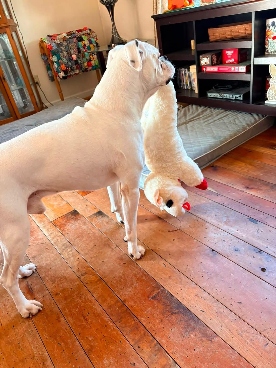 Multipet Lamb Chop Dog Plush Toy - Squeaky Toy for All Dogs customer photo 2
