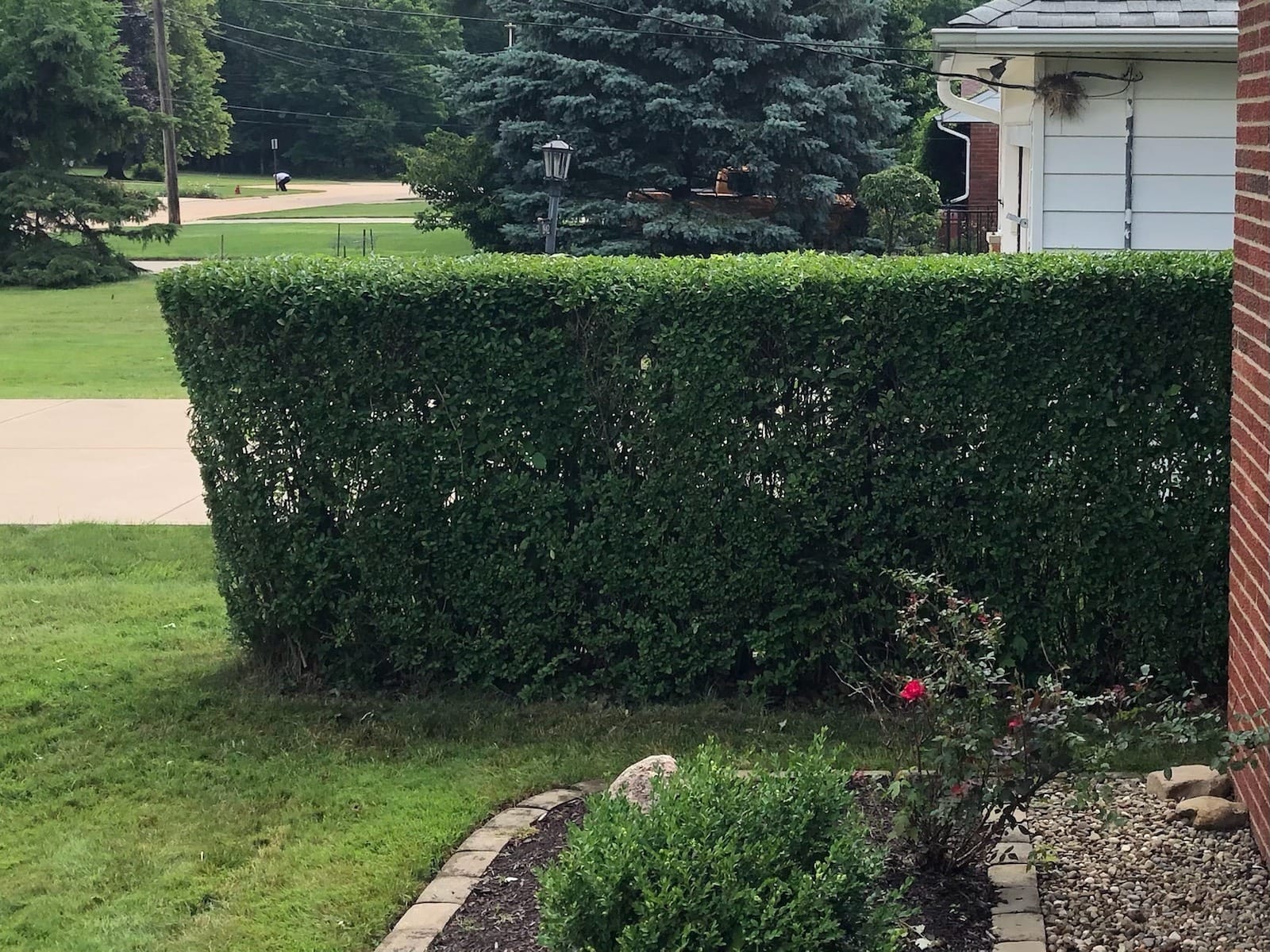 BLACK+DECKER 20V MAX Cordless Hedge Trimmer, Battery and Charger Included, 22 Inch Steel Blade Lightweight Bush Trimmer, Soft Grip, Less Vibration (LHT2220) customer photo 1