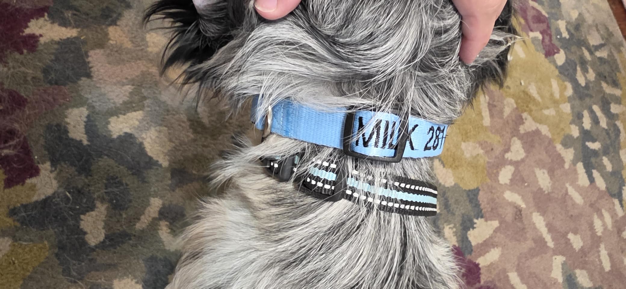 GoTags Personalized Dog Collar, Custom Embroidered with Pet Name and Number | Available in Blue, Black, Pink, Red and Orange, for Boy and Girl Dogs or Cats, Adjustable Sizes, Small, Medium, and Large customer photo 2