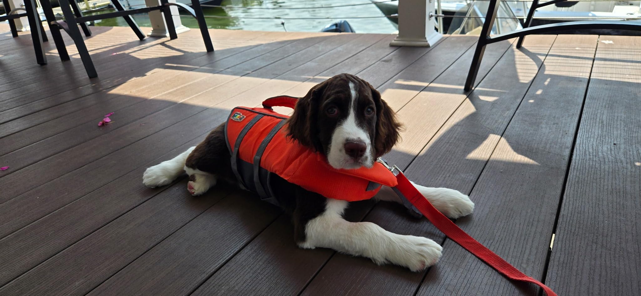 Outward Hound Granby Splash Dog Life Jacket, Life Vest, Orange, Medium customer photo 1
