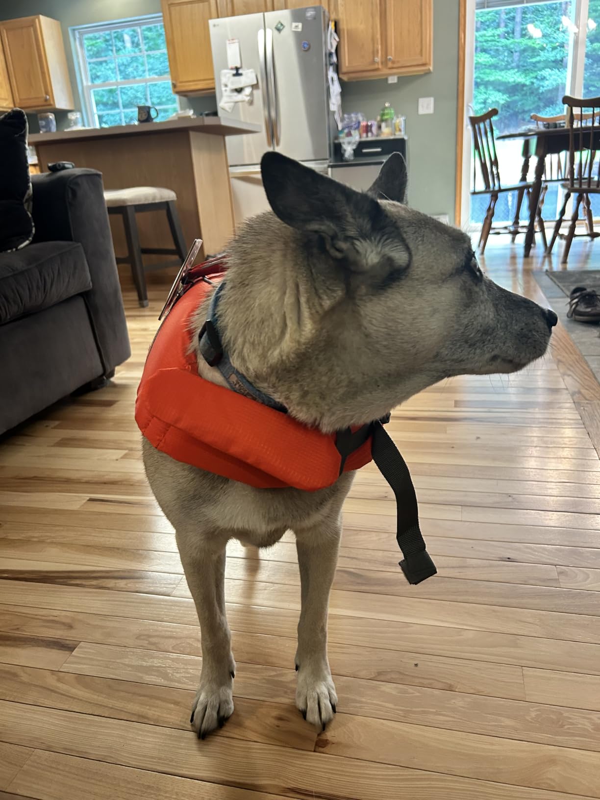 Outward Hound Granby Splash Dog Life Jacket, Life Vest, Orange, Medium customer photo 2