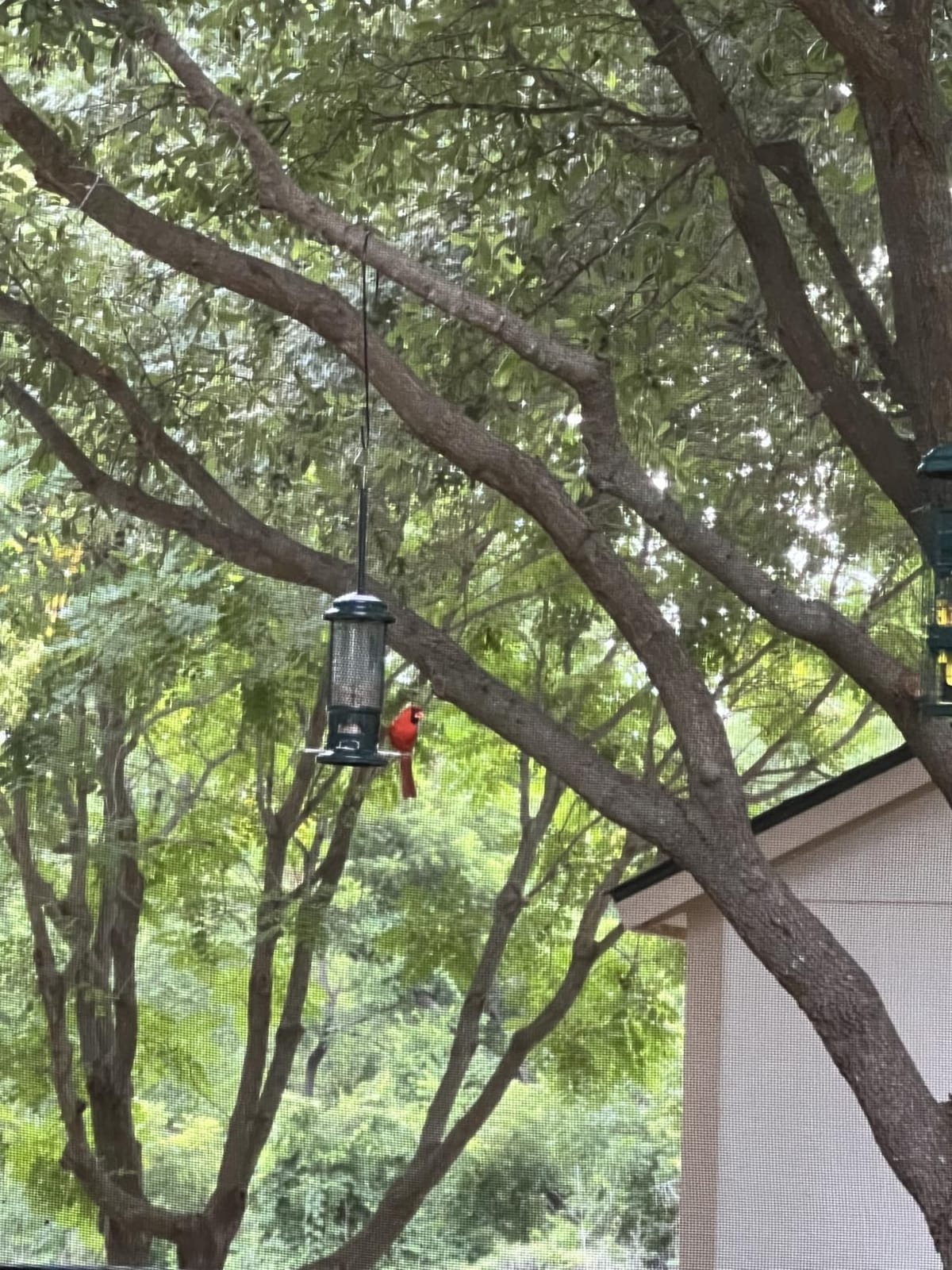 Squirrel Buster Standard Squirrel-proof Bird Feeder w/4 Metal Perches, 1.3-pound Seed Capacity, garden green customer photo 2