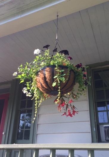 Arcadia Garden Products 1592 Solstice Series Coconut Hanging Basket 16-Inch customer photo 1