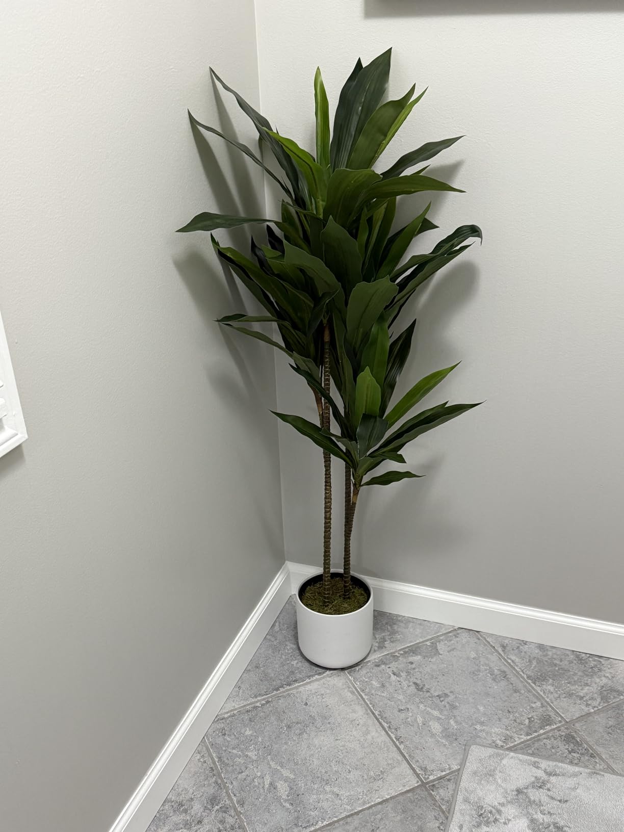 Nearly Natural 48 in Artificial Dracaena Real Touch Plant with Pot | Multi-Tonal Trunks, Large Indoor Silk Plant, Maintenance-Free, Living Room and Home Office Decor customer photo 1