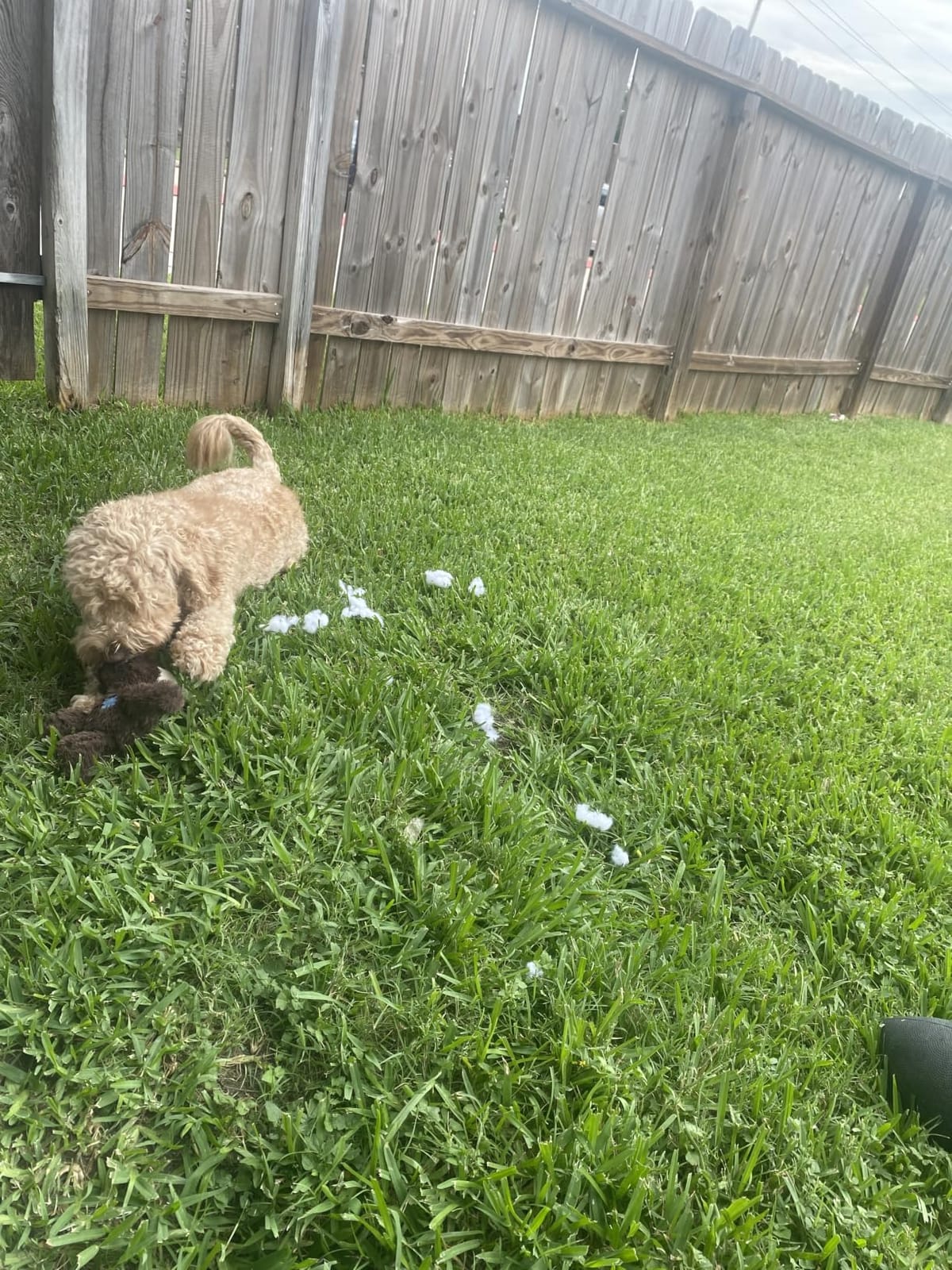 KONG Wild Knots Bears - Durable Dog Toys with Internal Knotted Ropes and Minimal Stuffing for Less Mess customer photo 2