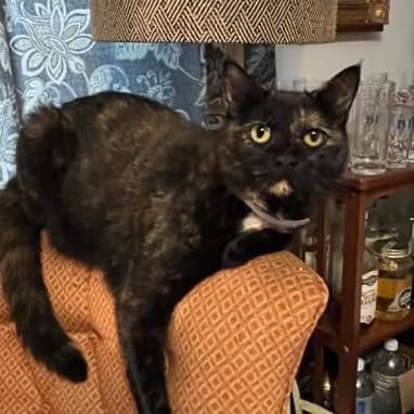 Seresto Cat Vet-Recommended Flea & Tick Treatment & Prevention Collar for Cats | 8 Months Protection customer photo 2
