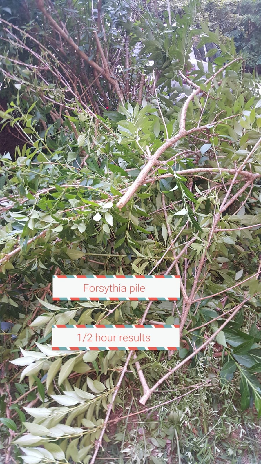 The Gardener's Friend Heavy Duty Ratchet Pruning Shears, Anvil | Manganese steel blade cuts thick branches to 1 inch. Aluminum body garden clippers with safety latch, 3-stage action. customer photo 1
