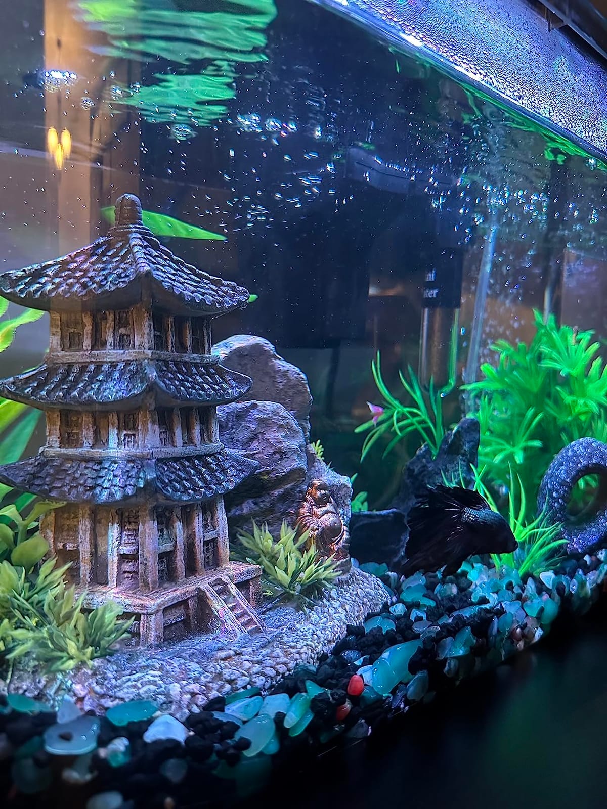 Koller Products 5-Gallon Aquarium Kit with LED Lighting and Power Filter, Ideal for a Variety of Tropical Fish customer photo 2