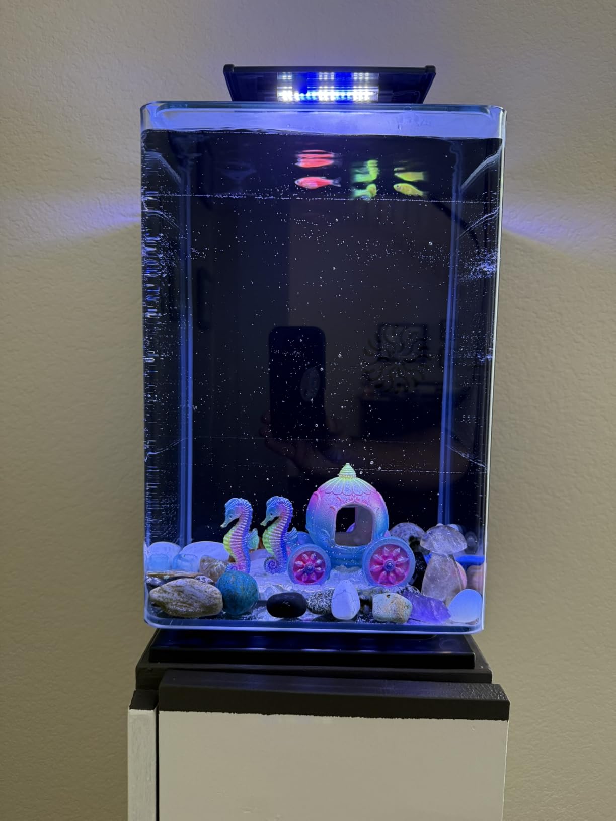 Marineland Portrait Glass LED Aquarium Kit, 5 Gallons, Hidden Filtration, Black customer photo 1