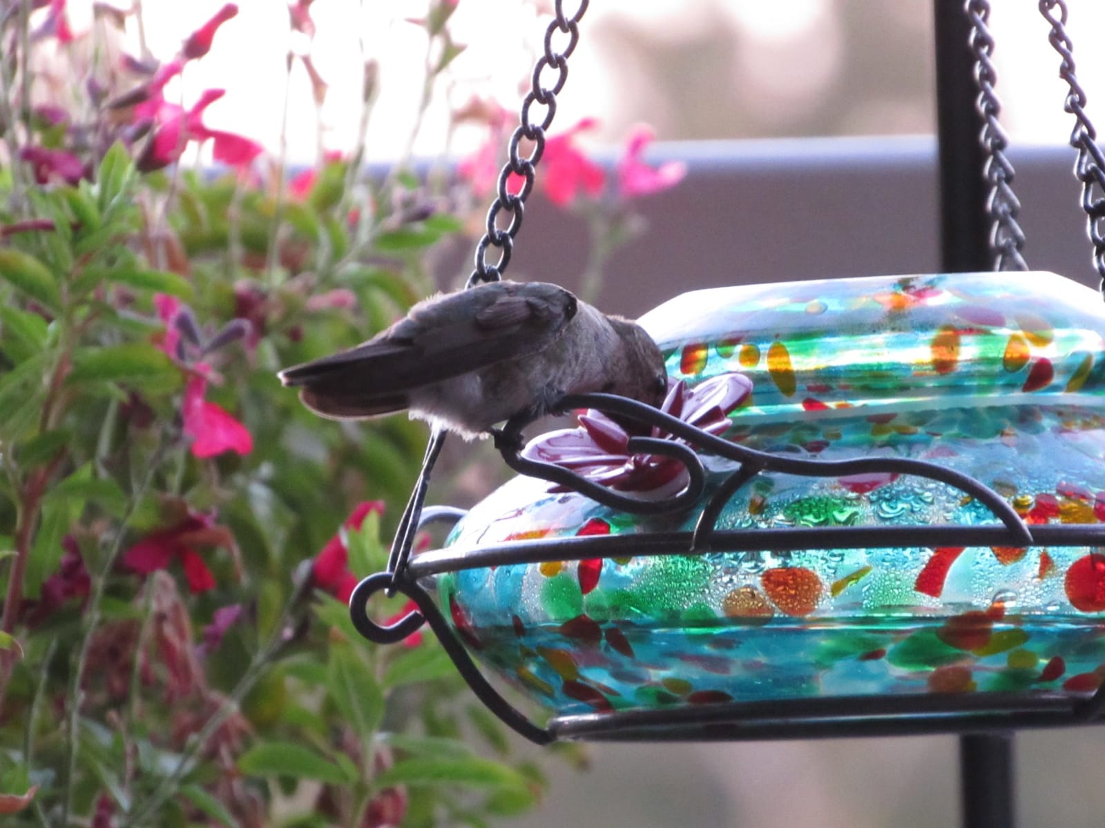 Nature's Way Brid Products WWGHF1 Top Fill Hummingbird Feeder customer photo 1