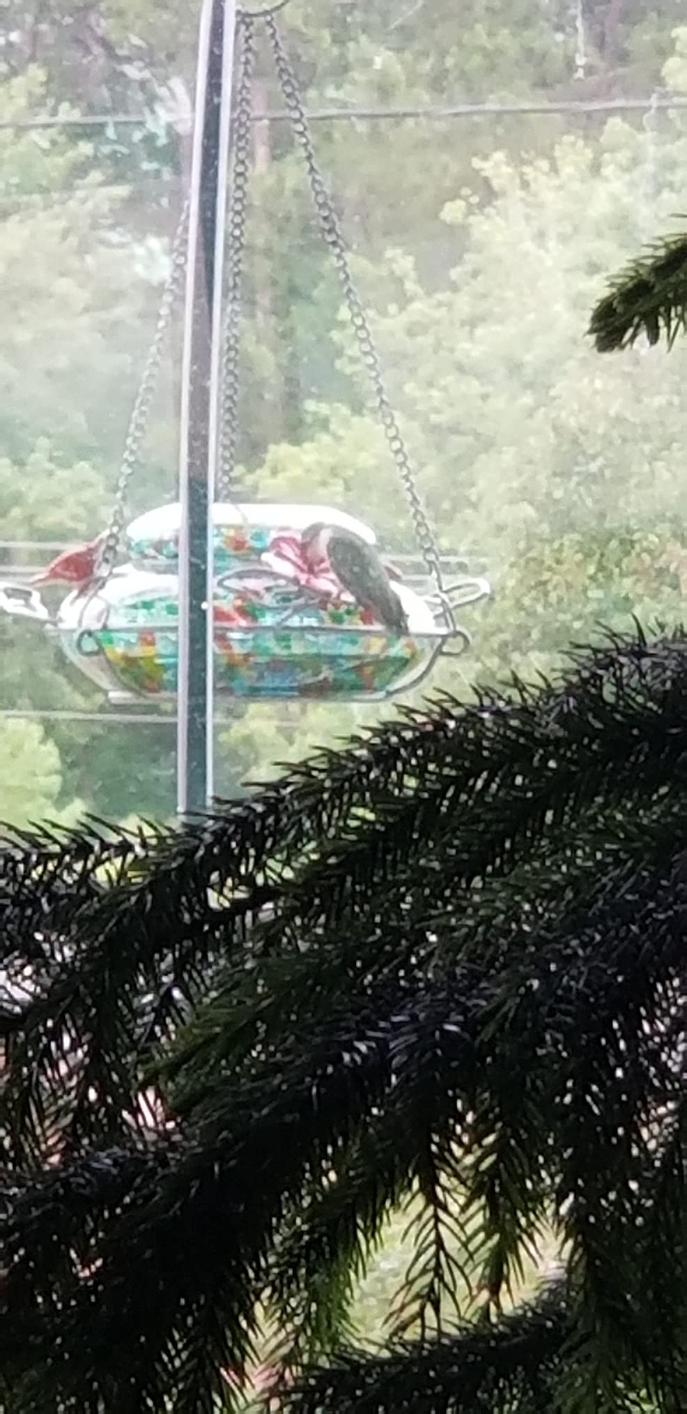 Nature's Way Brid Products WWGHF1 Top Fill Hummingbird Feeder customer photo 2