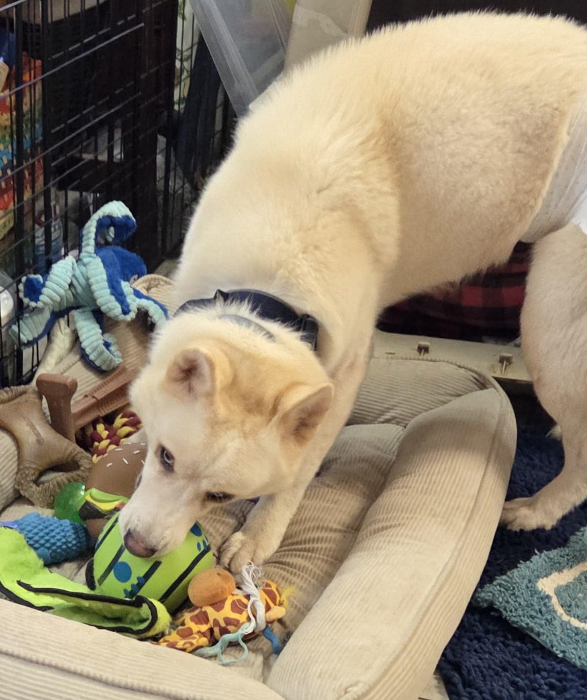 Wobble Wag Giggle Ball, Interactive Dog Toy, Fun Giggle Sounds When Rolled or Shaken, Pets Know Best, As Seen On TV customer photo 1