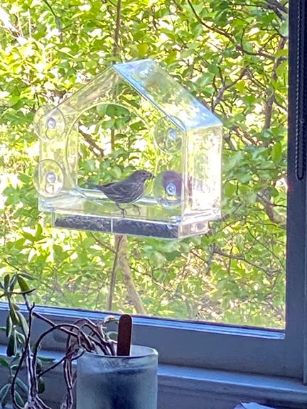 Window Bird Feeder with Strong Suction Cups, Bird Feeders for Outdoors | leak proof with sealing gasket included, bee and wasp proof flowers, large nectar capacity, refills without unmounting customer photo 1
