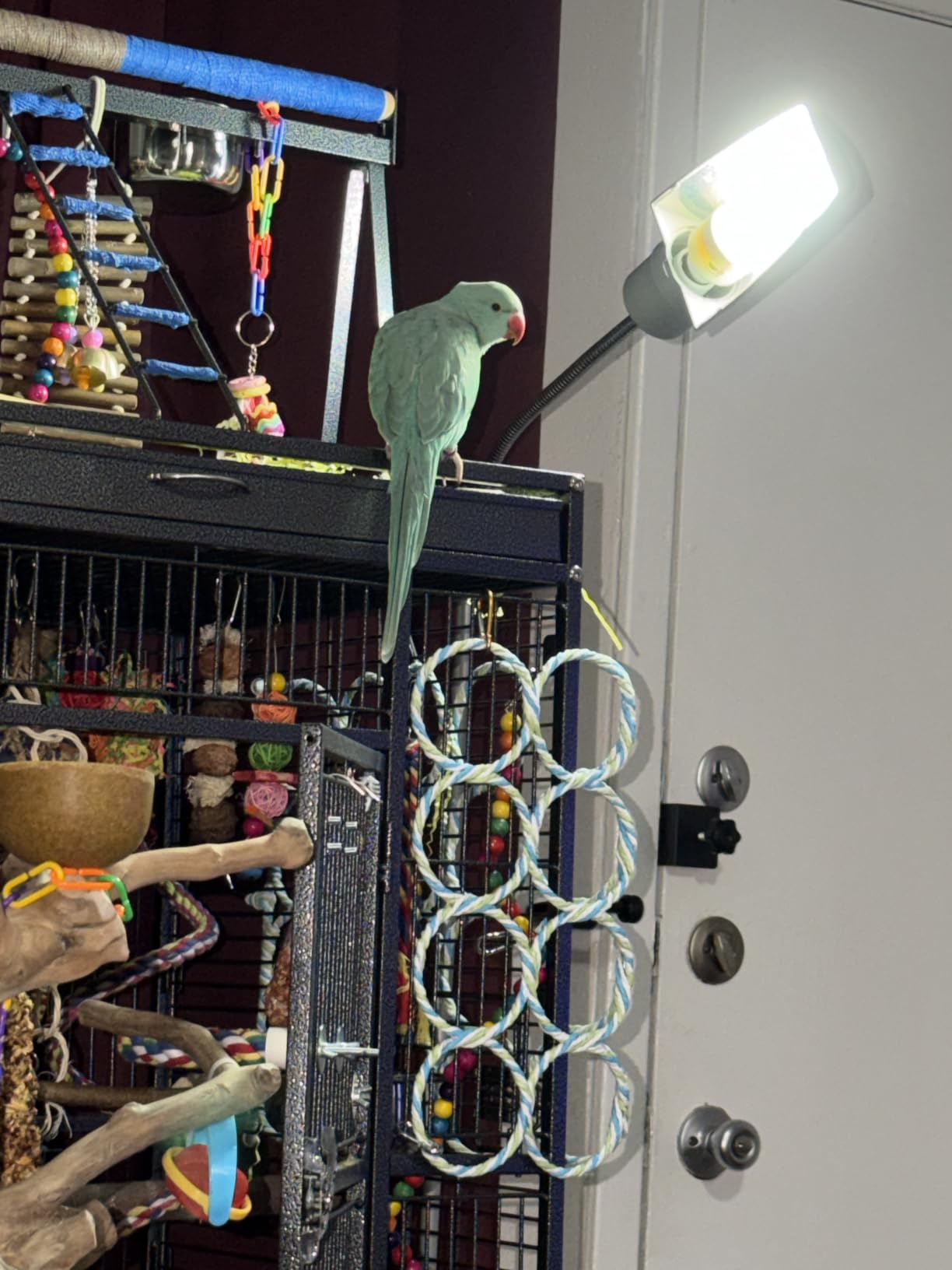 Yaheetech 69 Inch Large Bird Cage, Rolling Parrot Cage for Parakeets Cockatiels with Play Top, Slide-Out Tray, Rolling Stand customer photo 1