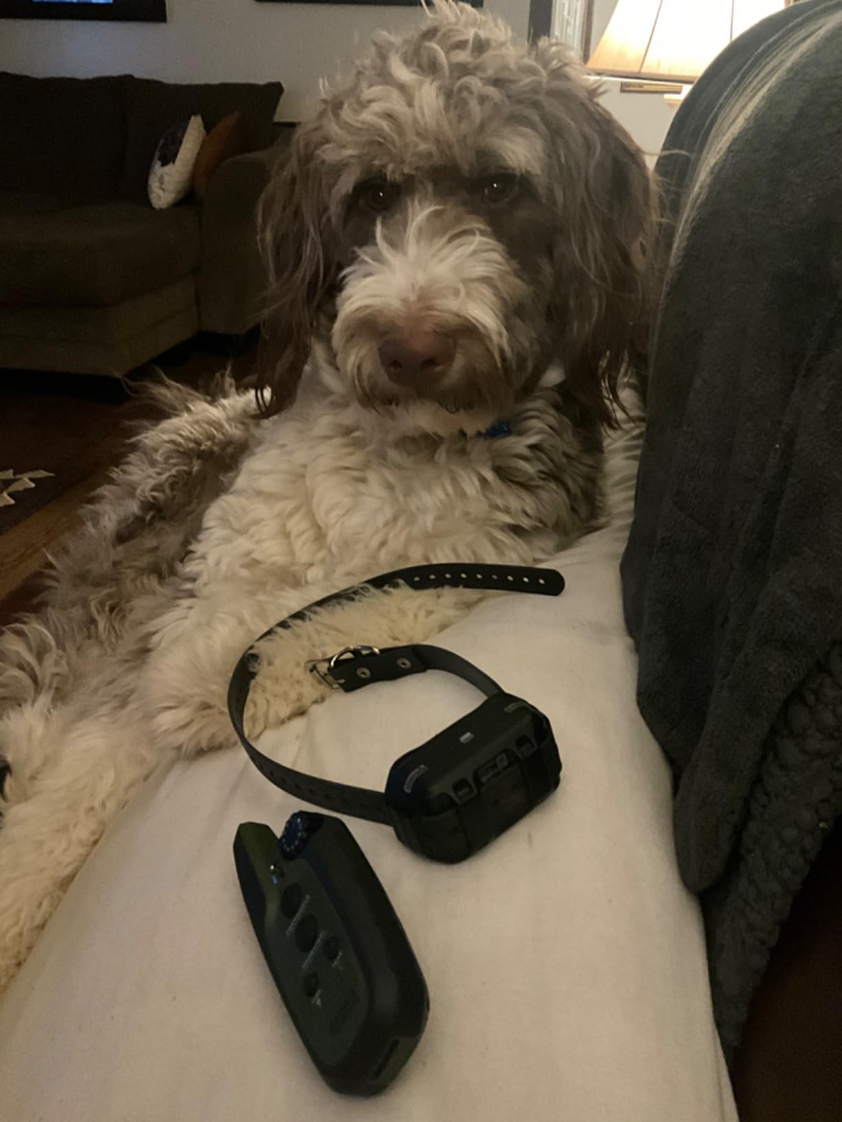 Garmin Sport PRO Bundle - 2.5 Mile Range, Waterproof Dog Training Collar with GPS, Built-in BarkLimiter, Night Vision Light, Expandable to 6 Dogs customer photo 1