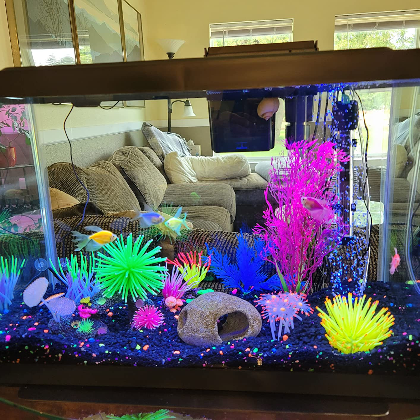 Tetra 20 Gallon Complete Tropical Fish Tank Kit, Includes LED Light, 20 Gallon Glass Tank With Hinged Hood, Filter, Filter Cartridge, Décor, For Freshwater Fish customer photo 1