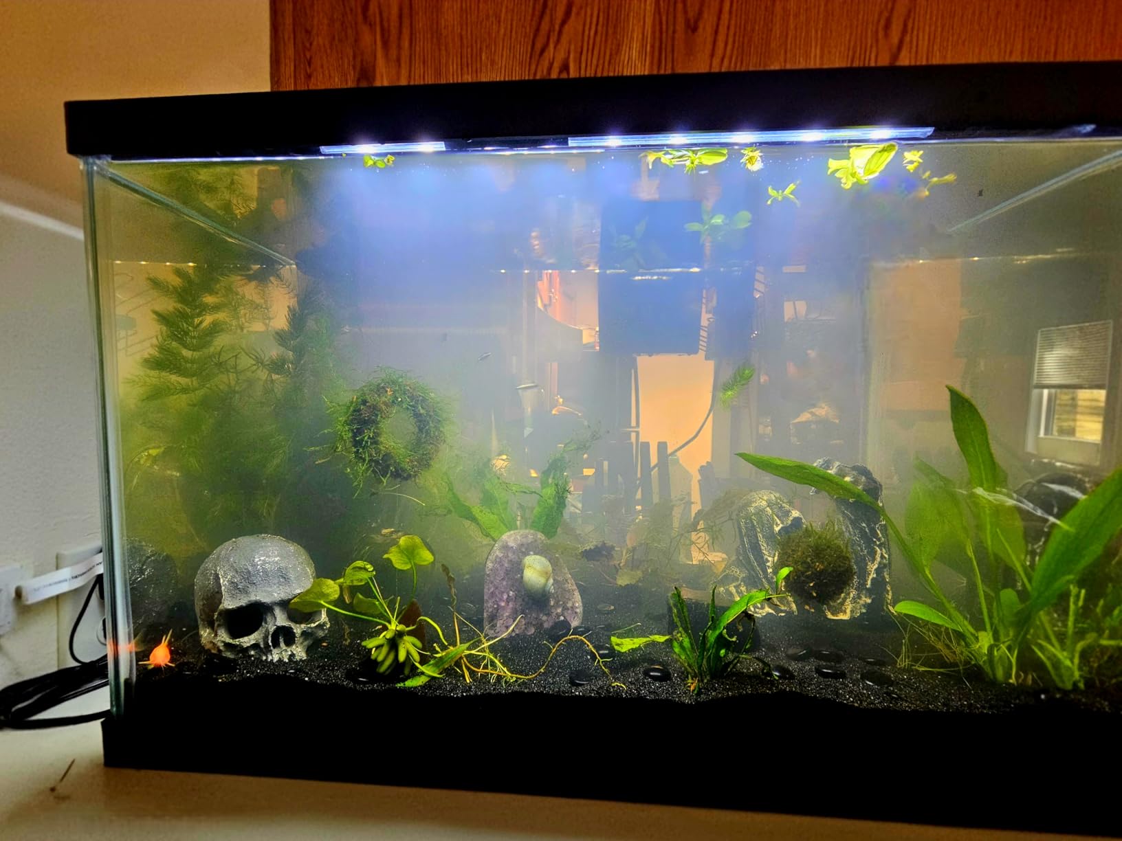 Tetra 20 Gallon Complete Tropical Fish Tank Kit, Includes LED Light, 20 Gallon Glass Tank With Hinged Hood, Filter, Filter Cartridge, Décor, For Freshwater Fish customer photo 2