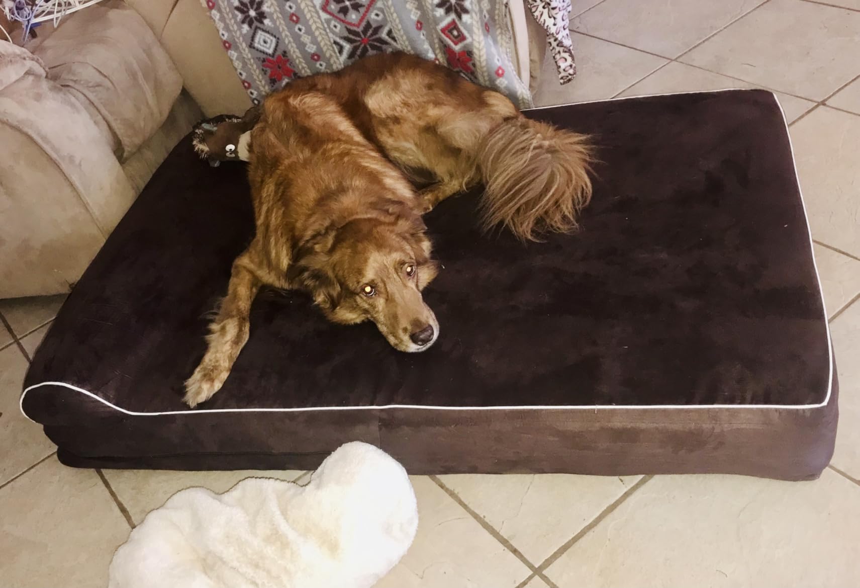 Orthopedic Memory Foam Dog Bed 7