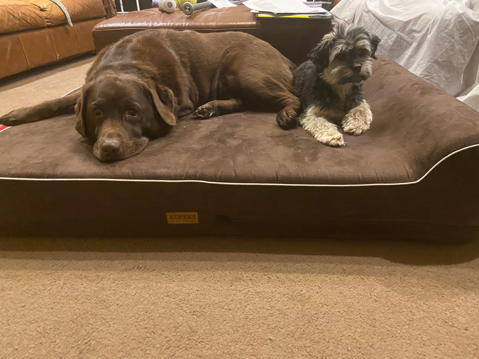 Orthopedic Memory Foam Dog Bed 7