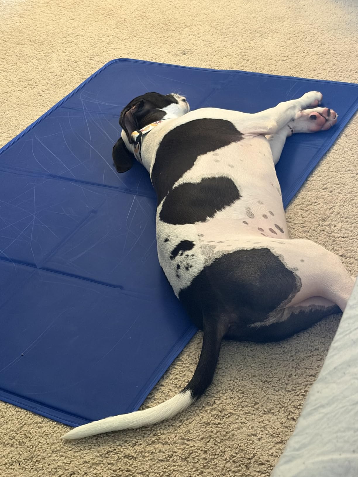 Arf Pets Dog Cooling Mat - Solid Gel Self-Cool Pad | Durable & Non-Toxic | Pressure-Activated | No Water, Electricity, Batteries or Refrigeration Needed | For Beds, Kennels & Crates customer photo 1
