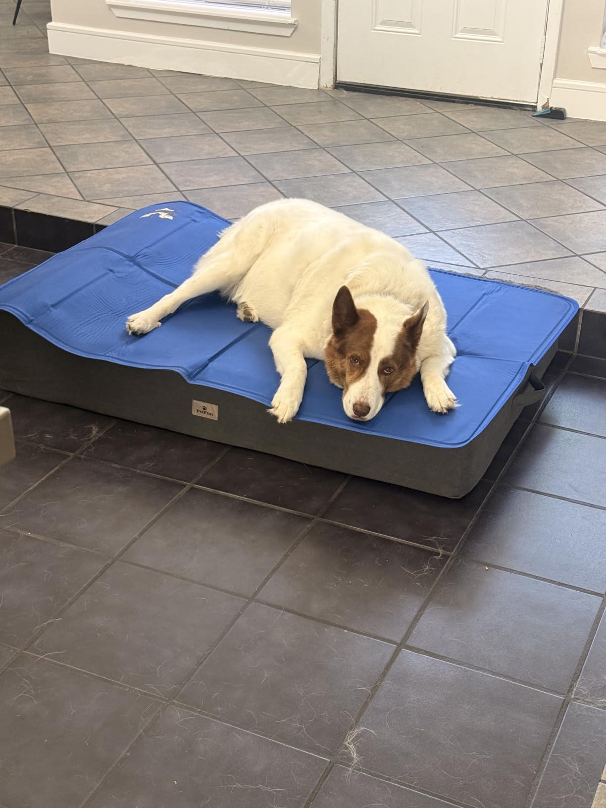 Arf Pets Dog Cooling Mat - Solid Gel Self-Cool Pad | Durable & Non-Toxic | Pressure-Activated | No Water, Electricity, Batteries or Refrigeration Needed | For Beds, Kennels & Crates customer photo 2