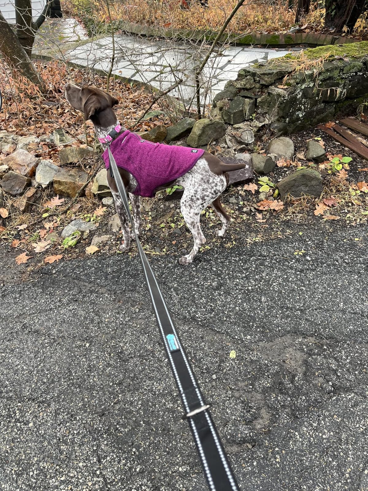 Max and Neo Double Handle Traffic Dog Leash - Reflective, Donates to Dog Rescue (Black, 6 FT) customer photo 2