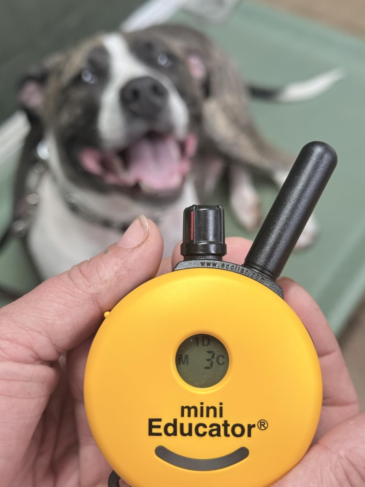 Educator ET-300 Mini E Collar for Dog Training with Remote - 1/2 Mile Range, Waterproof, 100 Blunt Stimulation Levels, Tone or Vibration Mode, Night Light Tracking customer photo 2