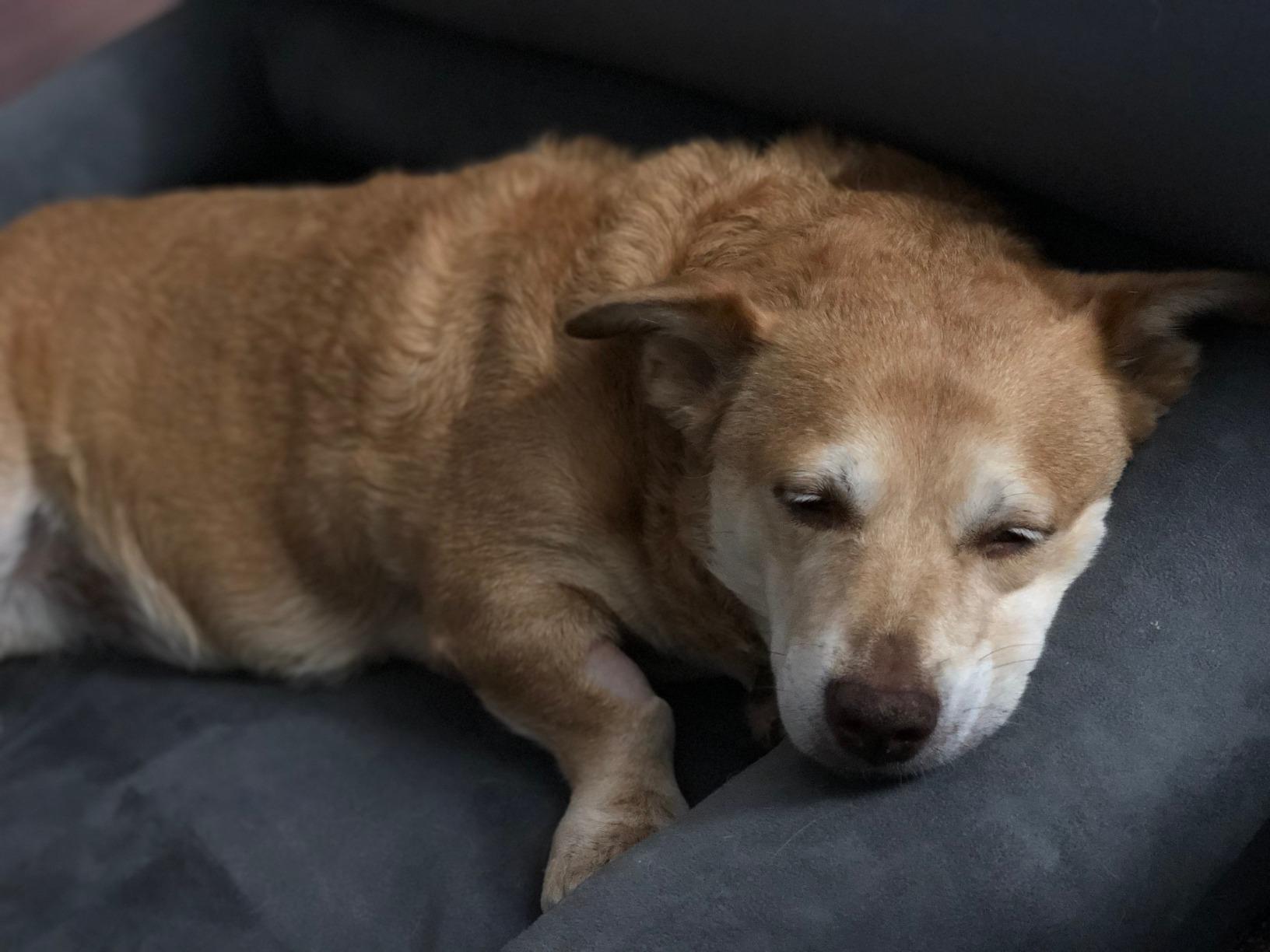 Friends Forever Large Dog Bed Couch, Orthopedic Pet Sofa Memory Foam Mattress, Calming Dog Couch, Wall Rim Pillow, Water Resistant Liner, Washable Cover, Non-Slip Bottom, Chester, Pewter Grey Large customer photo 2