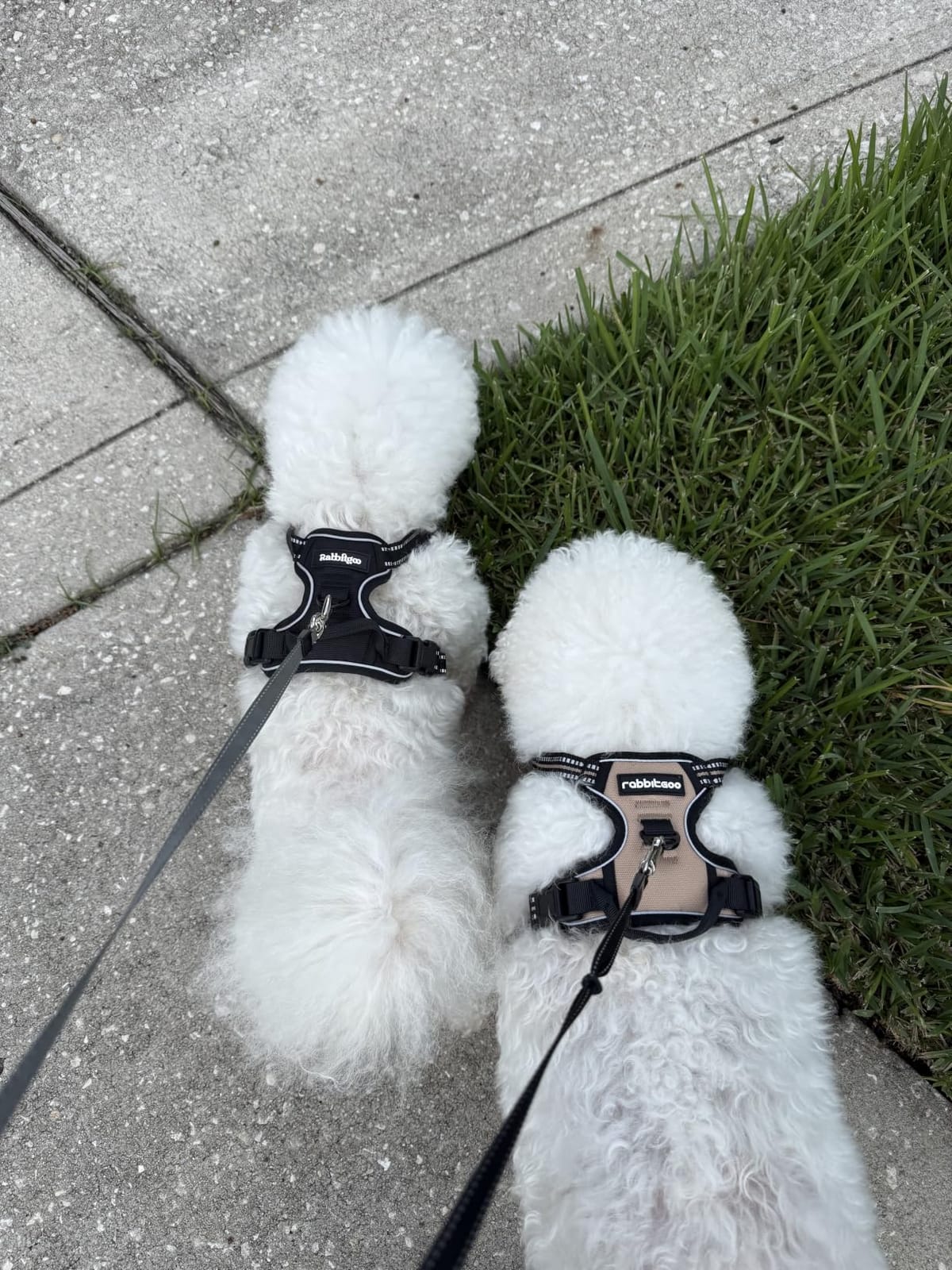 rabbitgoo Dog Harness, No Pull for Large Dogs with 2 Leash Clips, Pet Vest | No Choke with Handle, Adjustable Soft Padded, Reflective, Easy Control for Walking, Black, Large customer photo 1