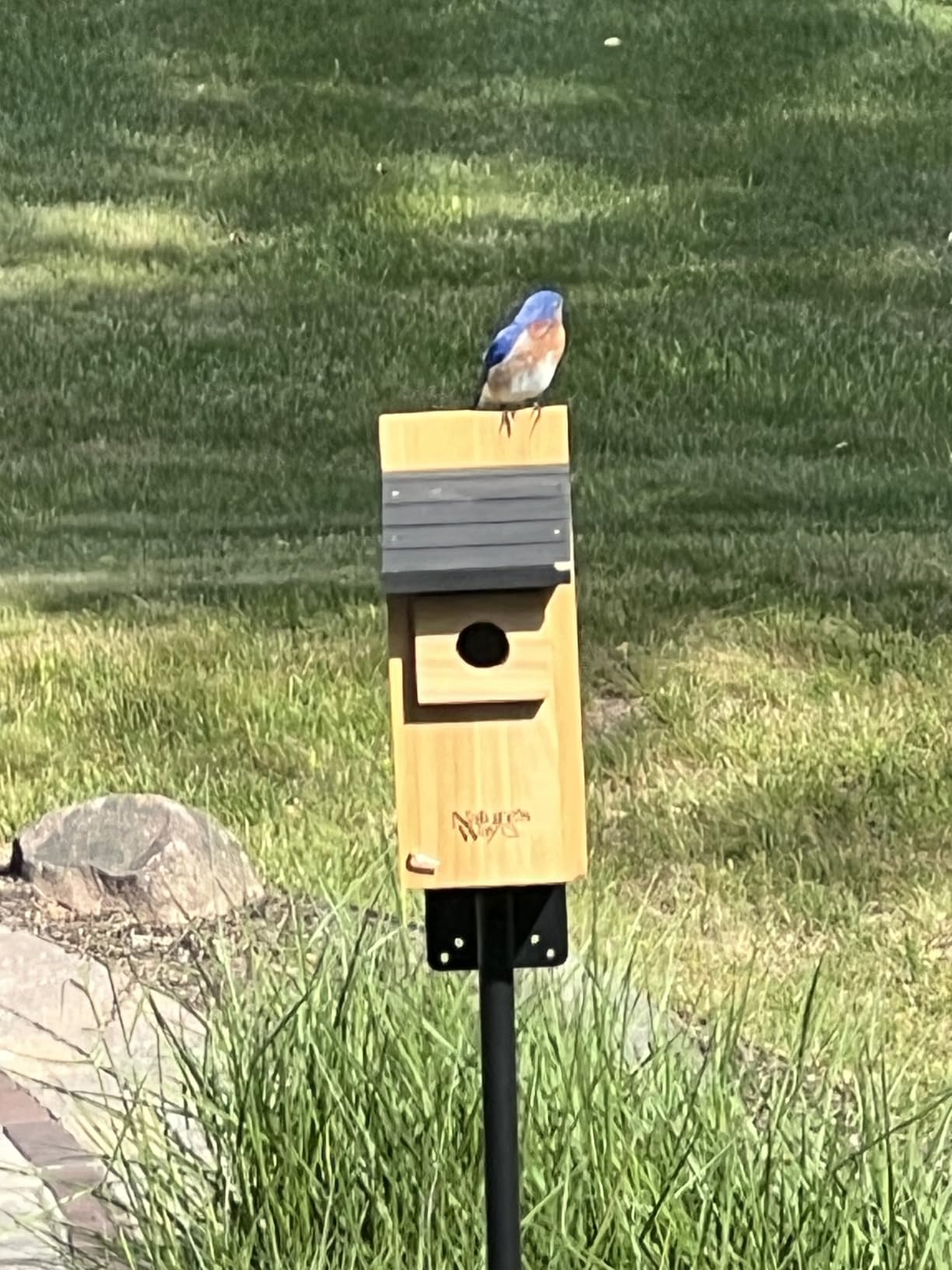 Wild Wings WWCH3 Cedar Blue Bird Box House customer photo 1