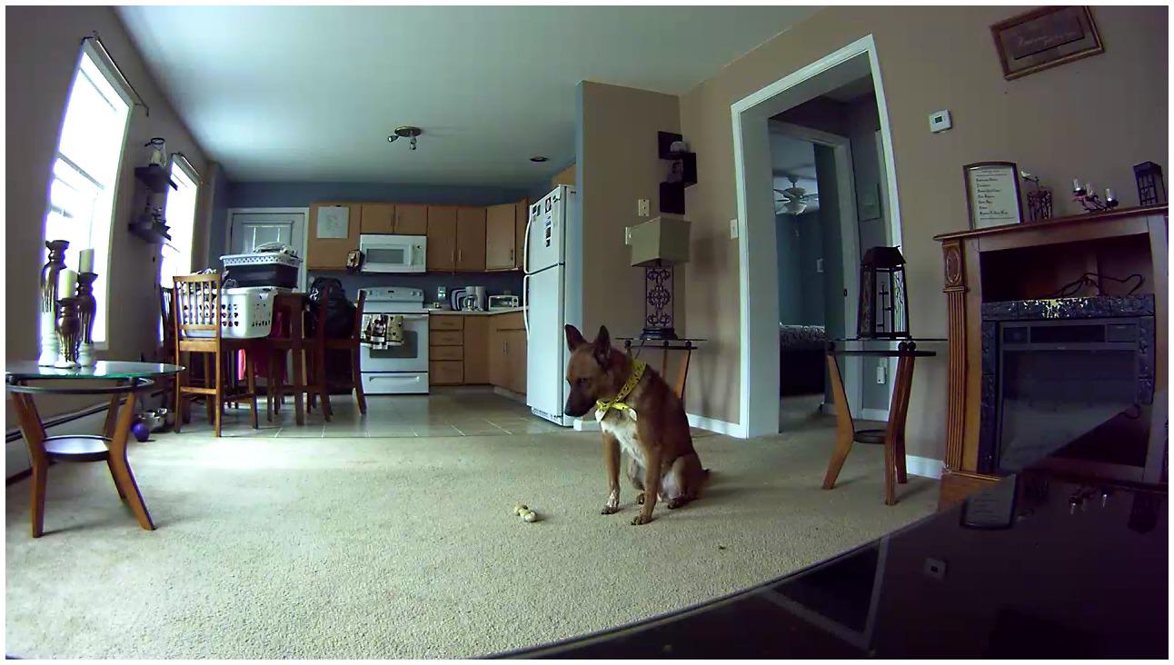 Petcube Bites Pet Camera with Treat Dispenser: HD 1080p Video Monitor, 2-Way Audio, Night Vision, Sound and Motion Alerts. For Dogs and Cats, Matte Silver customer photo 1