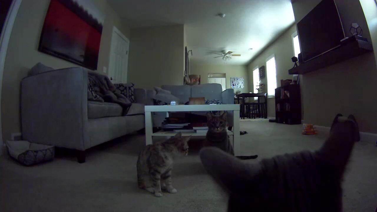 Petcube Bites Pet Camera with Treat Dispenser: HD 1080p Video Monitor, 2-Way Audio, Night Vision, Sound and Motion Alerts. For Dogs and Cats, Matte Silver customer photo 2