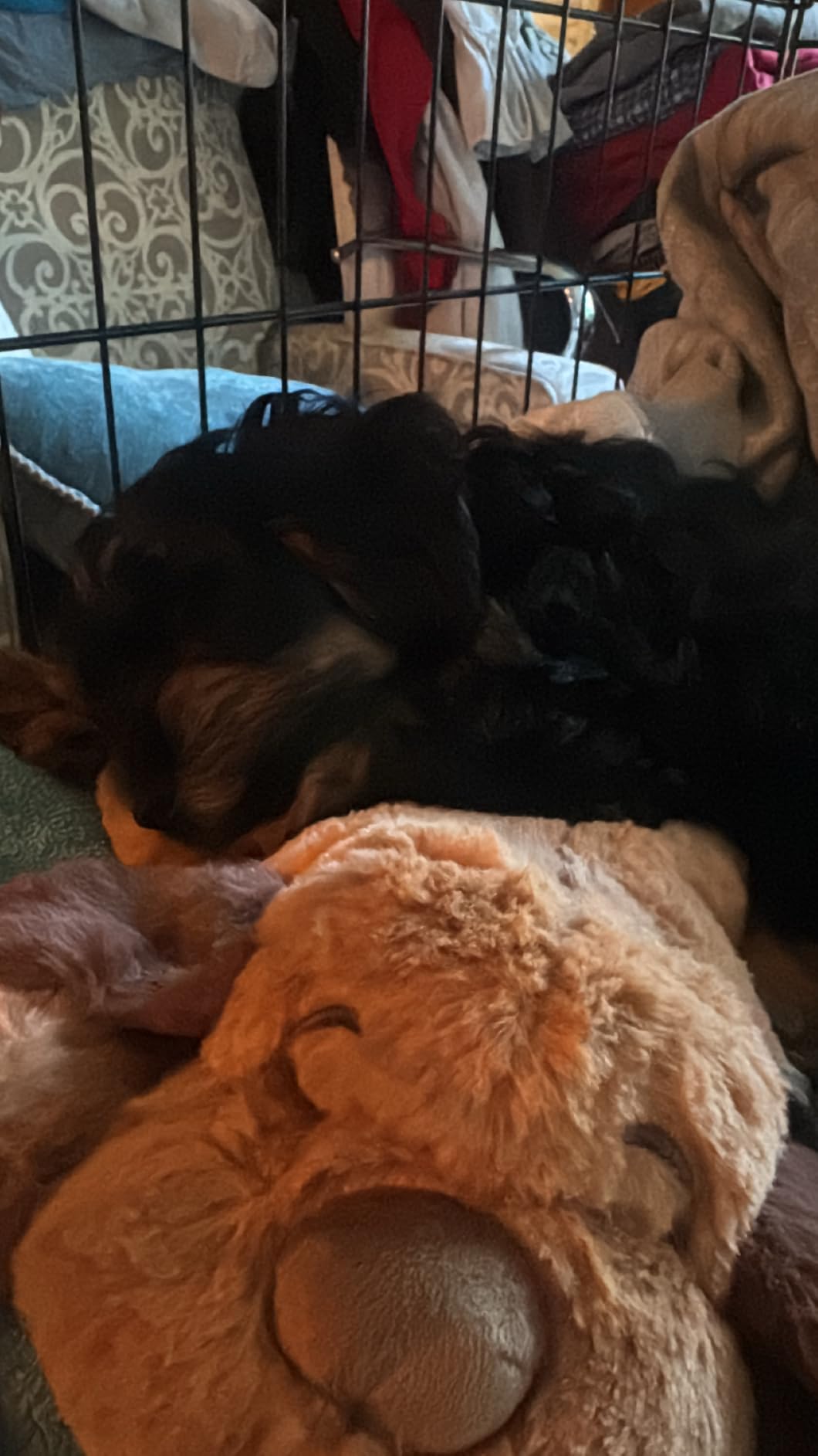 Snuggle Puppy Heartbeat Toy, Calming Comfort, Medium Breeds - Biscuit | Calming heartbeat toy, crate training comfort, heat pack, new puppy essentials, first nights, sleep, medium breeds 25-70 lbs customer photo 1