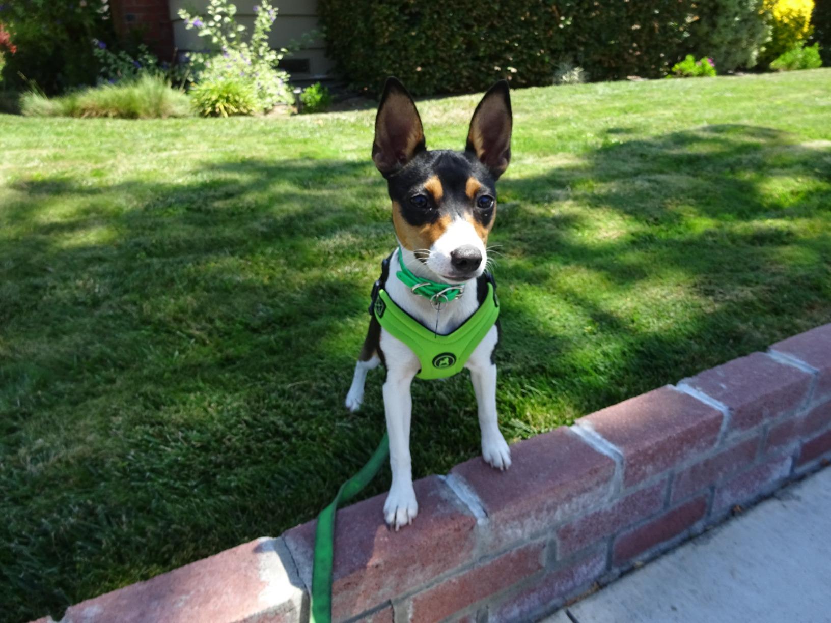Gooby Escape Free Sport Dog Harness, Choke-Free, Turquoise, Medium | Patented escape-free frame; Reduces choking; 4-point adjustment; Soft neoprene padding; Durable webbed straps customer photo 1
