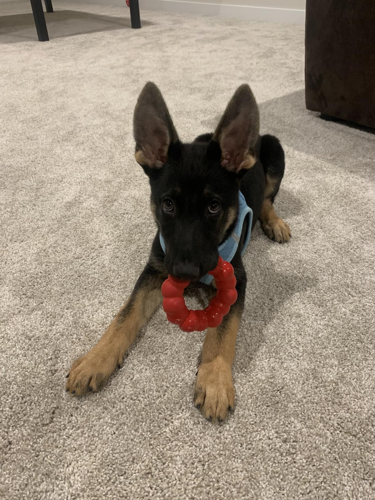 KONG Ring, Natural Rubber Chew Toy for Dental Health, for Medium/Large Dogs | KONG Natural Rubber Ring Toy That Supports Healthy Chewing Habits, Dog Dental Health & Natural Play Instincts customer photo 2