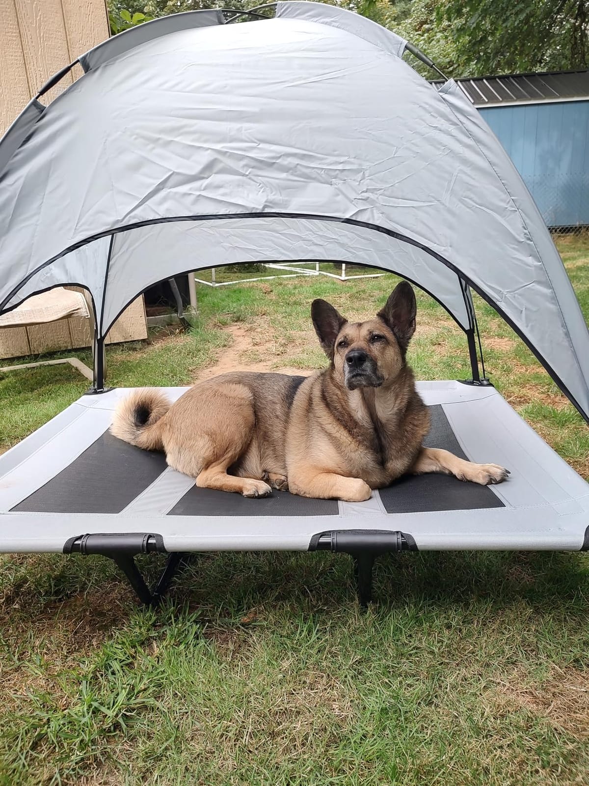 Best Choice Products 30in Elevated Cooling Dog Bed, Outdoor Raised Mesh Pet Cot w/Removable Canopy Shade Tent, Carrying Bag, Breathable Fabric - Red customer photo 1