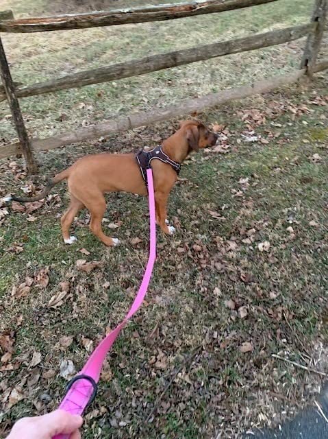 Primal Pet Gear Dog Leash 6ft Long, Traffic Padded Two Handle, Heavy Duty, Reflective Double Handles Lead for Control Safety Training, Leashes for Large Dogs or Medium Dogs, Dual Handles Leads (Blue) customer photo 2